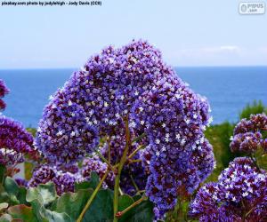 Puzle Flores de Limonium perezii