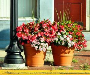 Puzle Flores em um pote ou vaso de plantas