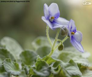 Puzle Flores violetas africanas