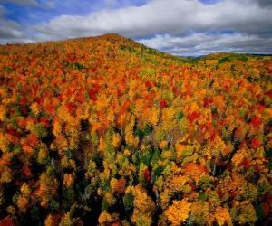 Puzle Floresta em Quebec, Canadá