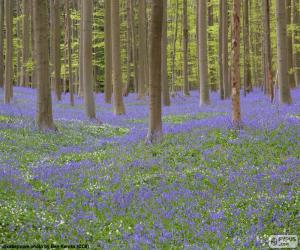 Puzle Floresta Hallerbos, Bélgica