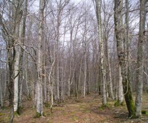 Puzle Floresta sem as folhas no inverno 