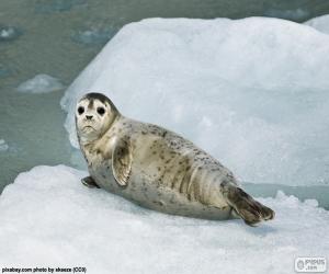 Puzle Foca-comum