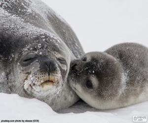 Puzle Foca e seu filhote