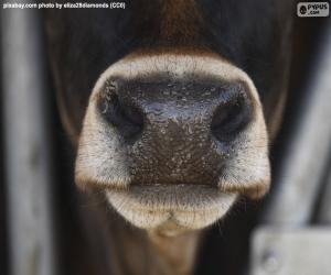 Puzle Focinho de vaca