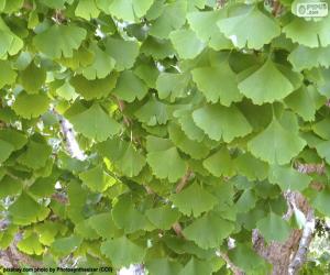 Puzle Folhas de Ginkgo biloba