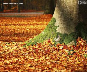 Puzle Folhas de outono no chão
