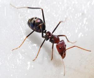 Puzle Formiga, um inseto que existe praticamente em todo o mundo