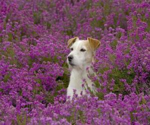 Puzle Fox Terrier no campo