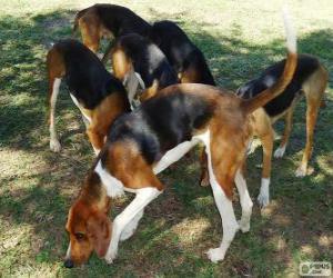 Puzle Foxhound americano