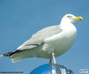 Puzle Gaivota-prateada