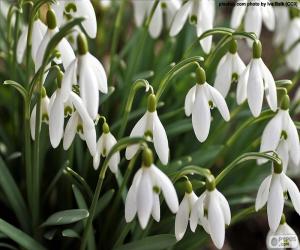 Puzle Galanthus nivalis