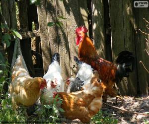 Puzle Galo e galinhas