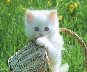 Puzle Gatinho branco bonito