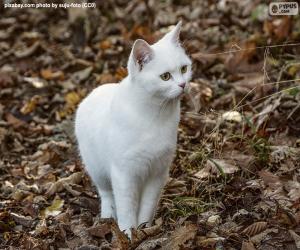 Puzle Gatinho branco