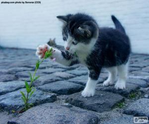 Puzle Gatinho e planta