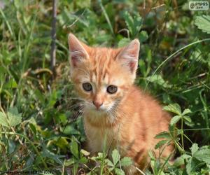 Puzle Gatinho precioso