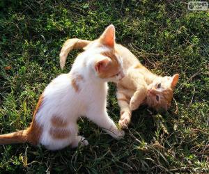 Puzle Gatinhos jogando