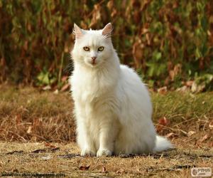 Puzle Gato branco sentado