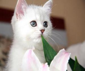 Puzle Gato branco