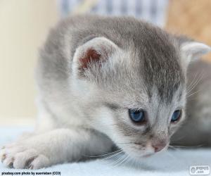 Puzle Gato cinza de olhos azuis