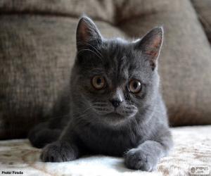 Puzle Gato cinzento