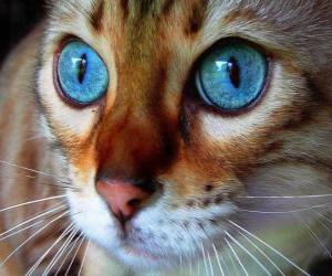Puzle gato de olhos azuis