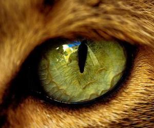 Puzle gato de olhos verdes