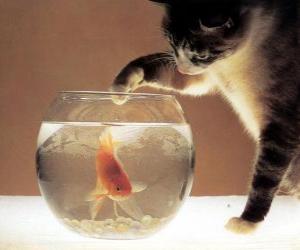 Puzle Gato mirando um peixe