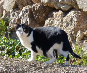 Puzle Gato preto e branco