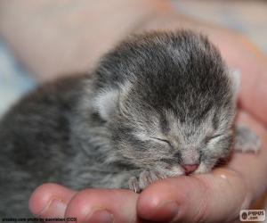 Puzle Gato recém-nascido