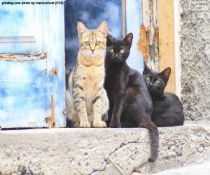 Puzle Gatos na porta