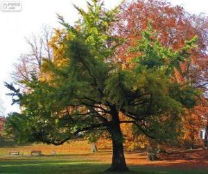 Puzle Ginkgo biloba