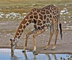 Puzle girafa bebendo em uma lagoa