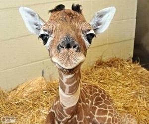 Puzle Girafa bebê