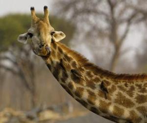 Puzle Girafa com alguns pássaros em seu pescoço comprido