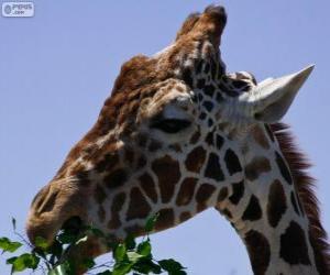 Puzle Girafa comer