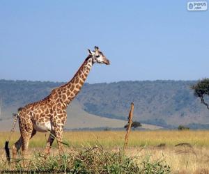Puzle Girafa na paisagem
