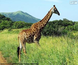 Puzle Girafa na savana