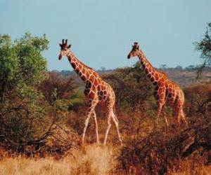 Puzle Girafas caminhando