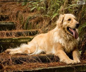 Puzle Golden retriever, no jardim