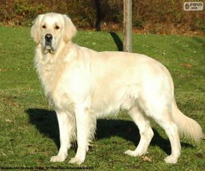 Puzle Golden retriever