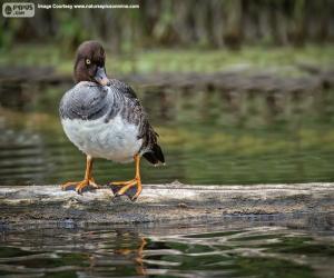 Puzle GoldenEye