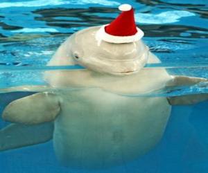 Puzle Golfinho com Santa Claus chapéu