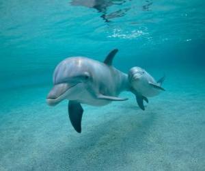 Puzle Golfinho com uma cria nadando no mar