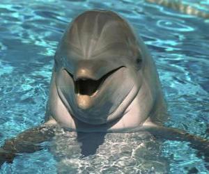 Puzle golfinho Friendly