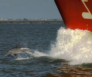 Puzle golfinho nadando e pulando na frente de um barco
