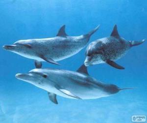 Puzle Golfinhos que nadam no fundo do mar