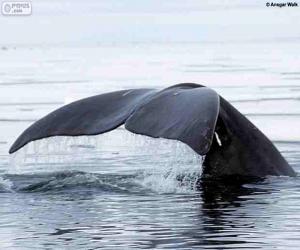 Puzle Grande rabo de baleia