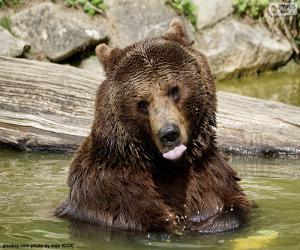 Puzle Grande urso na água